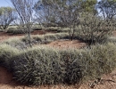 spinifex2
